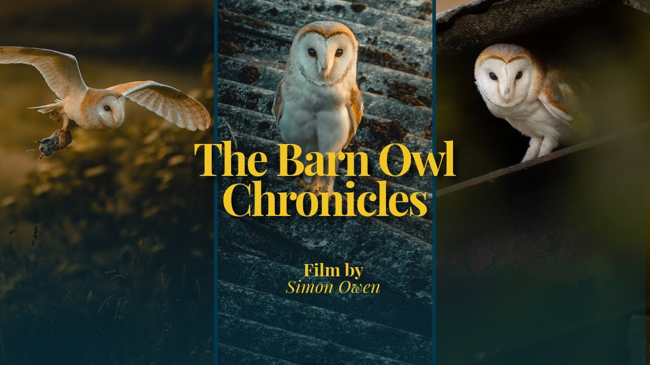 The Barn Owl Chronicles