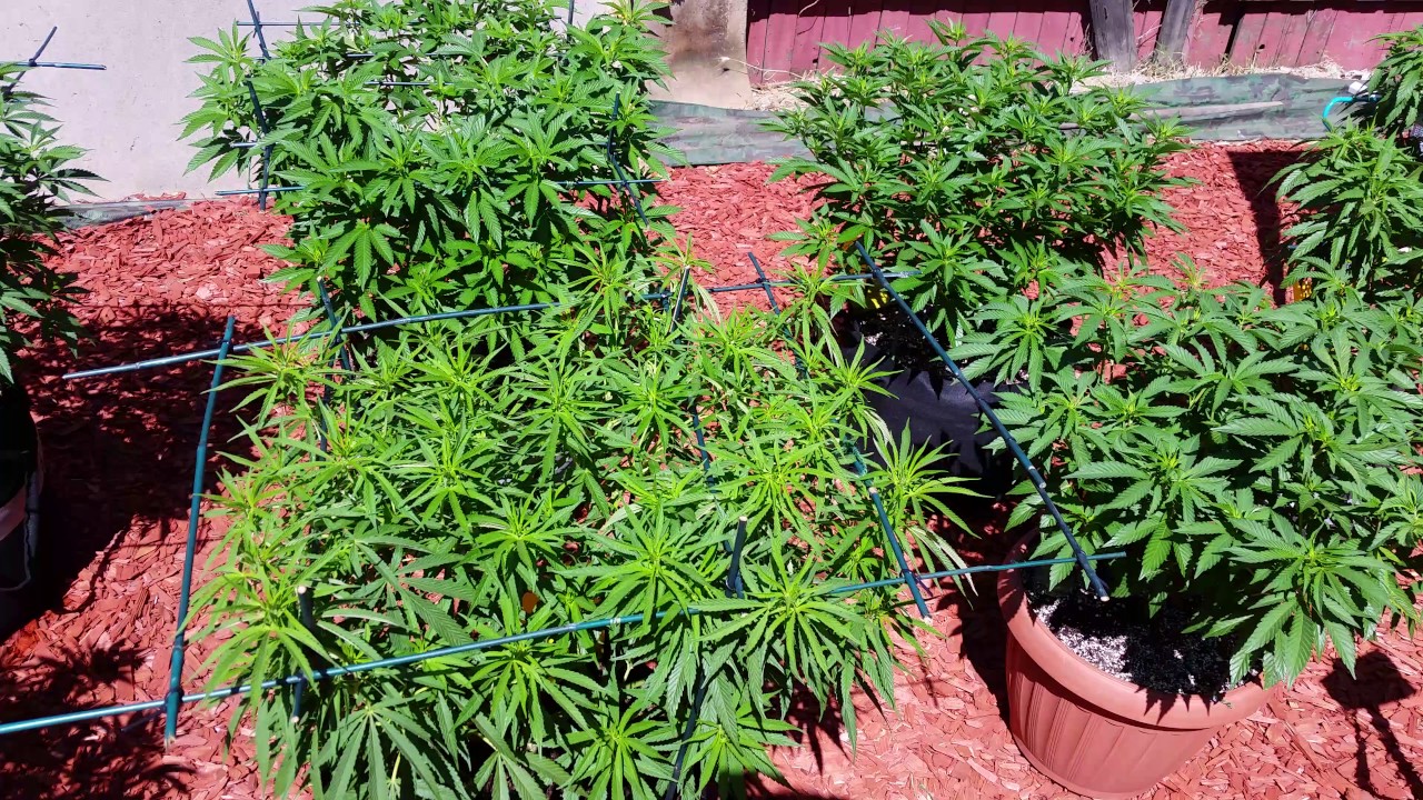 Outdoor Cannabis Grow April 30th