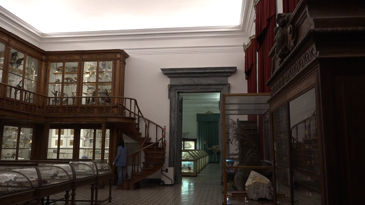 A UC Explica 21 - A Coleção de Carvalho Monteiro  | The Collection of Carvalho Monteiro