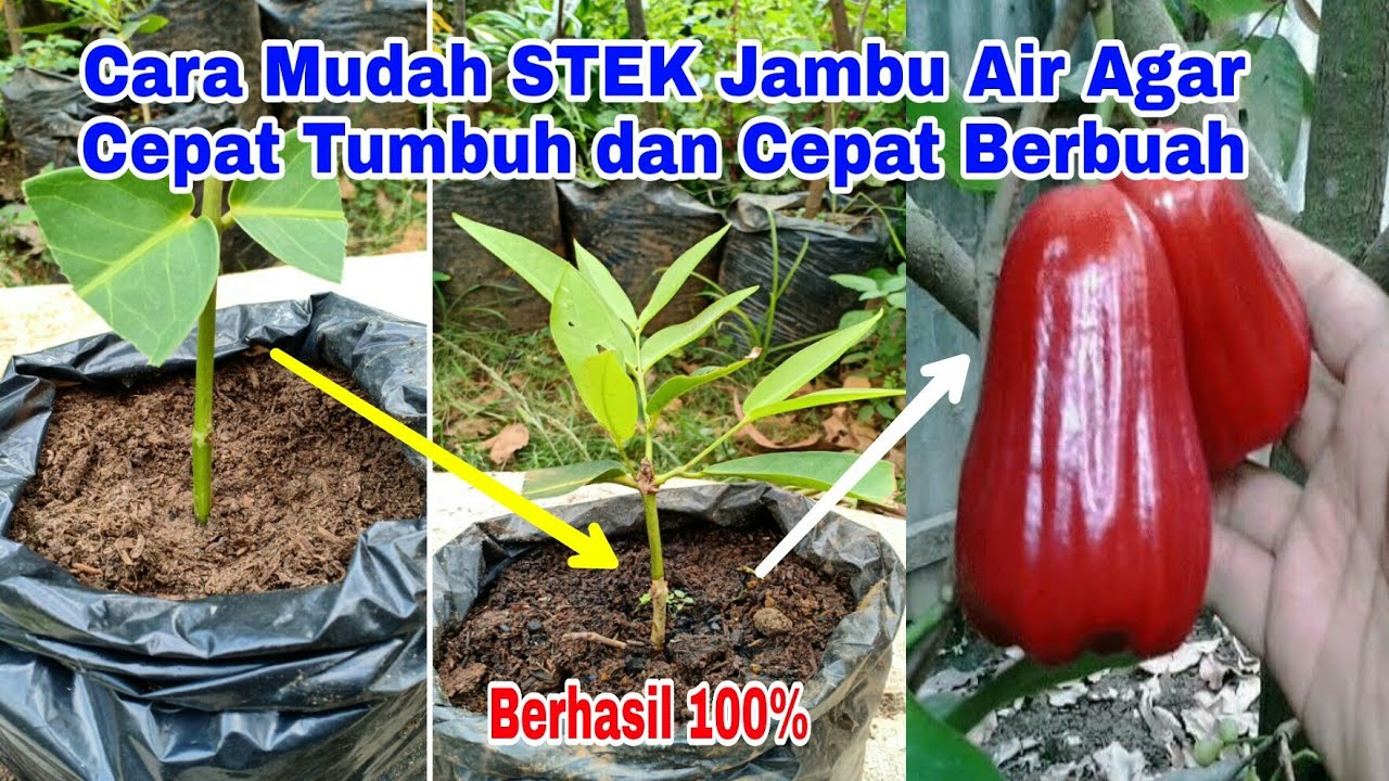 Cara Mudah STEK JAMBU AIR Agar Dapat Tumbuh Dengan Baik dan Cepat Berbuah