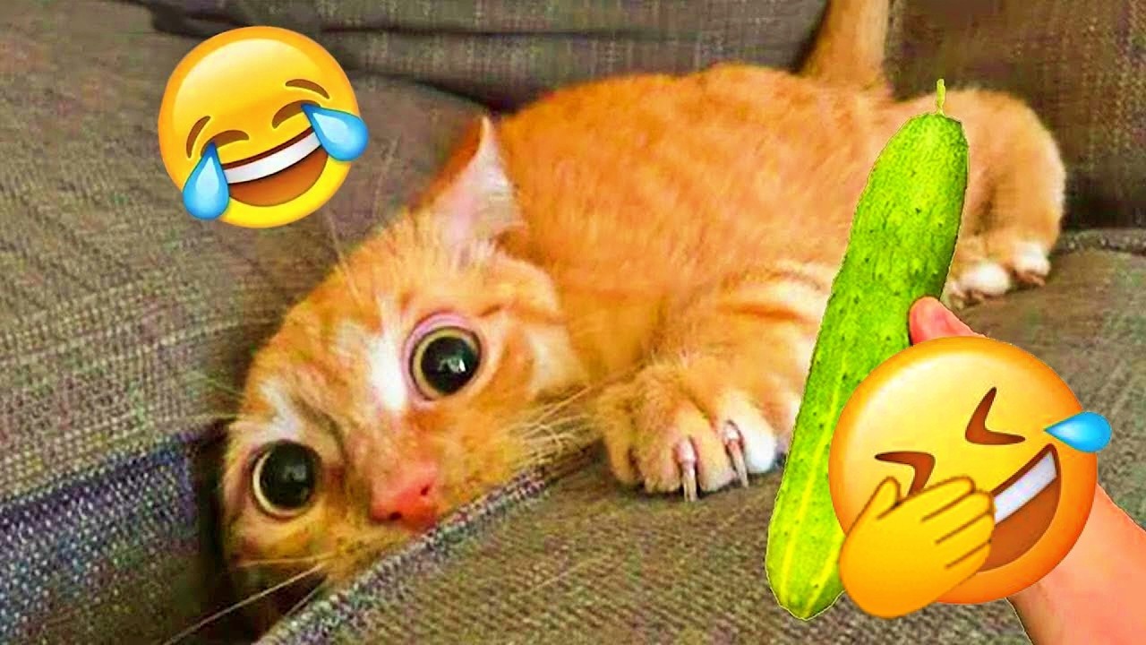 You Laugh You Lose😍Funniest Dogs and Cats 2026😹🐶