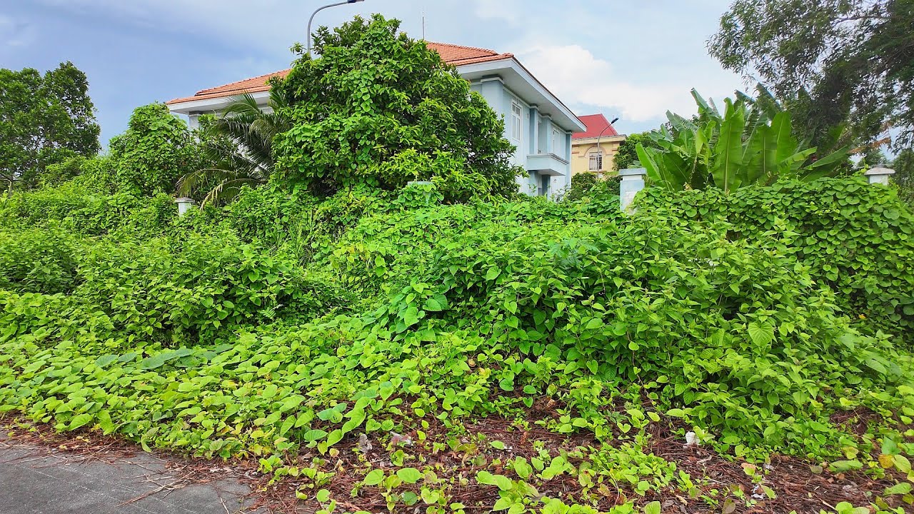 He Built a Luxury Villa Here… Now It’s Buried Beneath a Jungle of Trash