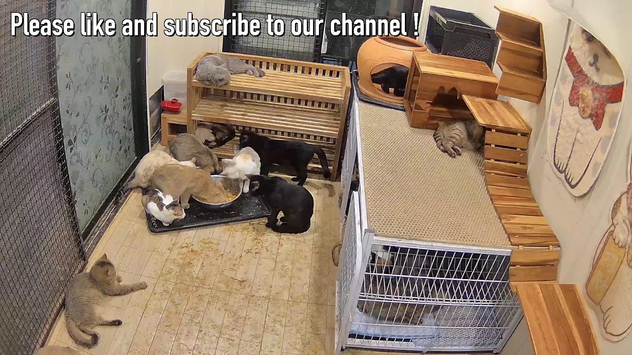 28 January 2026 Afternoon