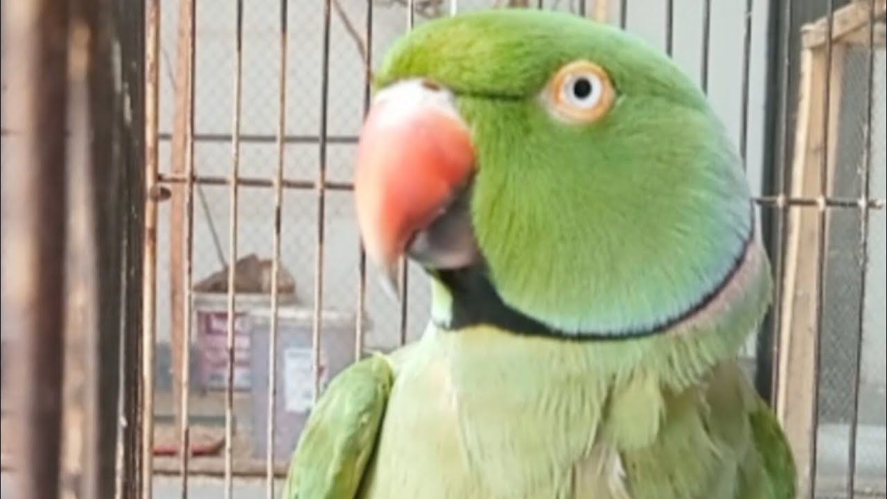 I am back 😀 || ring neck parrot clear sound and friendly parrot 🦜 #asmr #parrot #talkingparot 