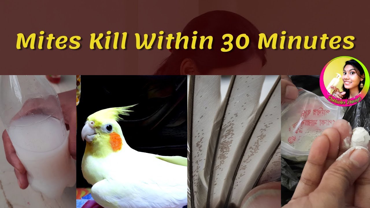 Mites Kill Within 30 Minutes || Bird Mites Solution || Bird Feather Mites Treatment