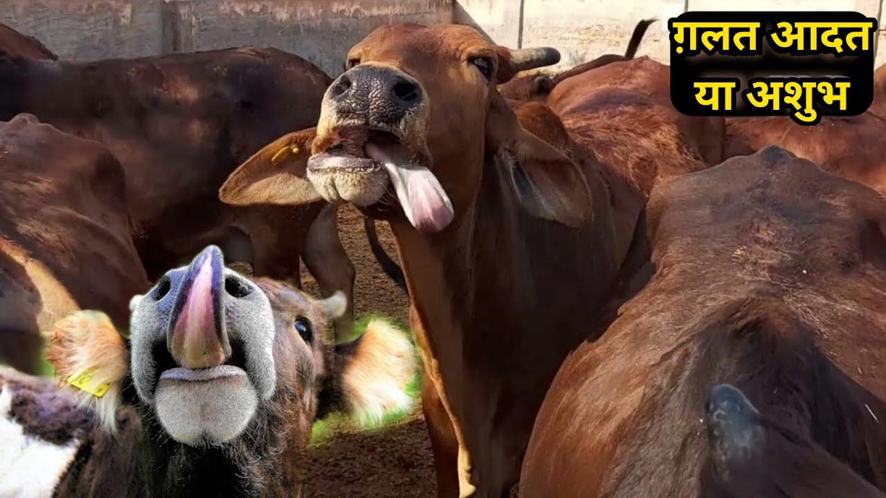 गाय-भैंस साँप (Snake) की तरह जीभ निकालती है तो ये उपाय करें 100% पक्का ईलाज👍Rolling of Tongue