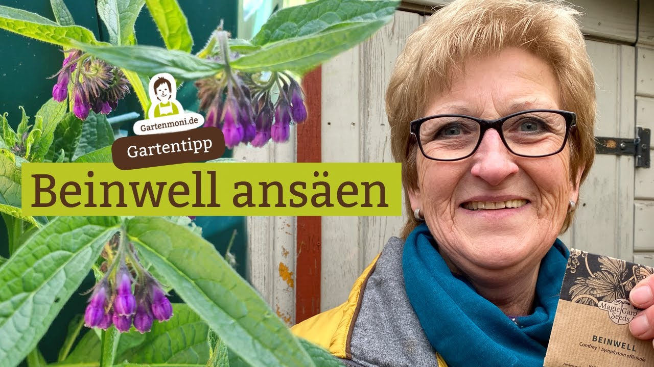 Beinwell ans&auml;en - Heilpflanze und Hummel-Magnet