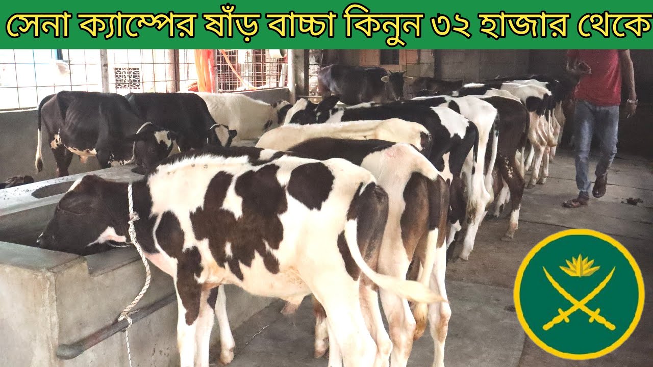 মাত্র ৩২ হাজার টাকা থেকে সেনা ক্যাম্পের হলেষ্টিয়ান ফ্রিজিয়ান ষাঁড় বাচ্চা কিনুন মা রজিনা ডেইরী ফার্ম