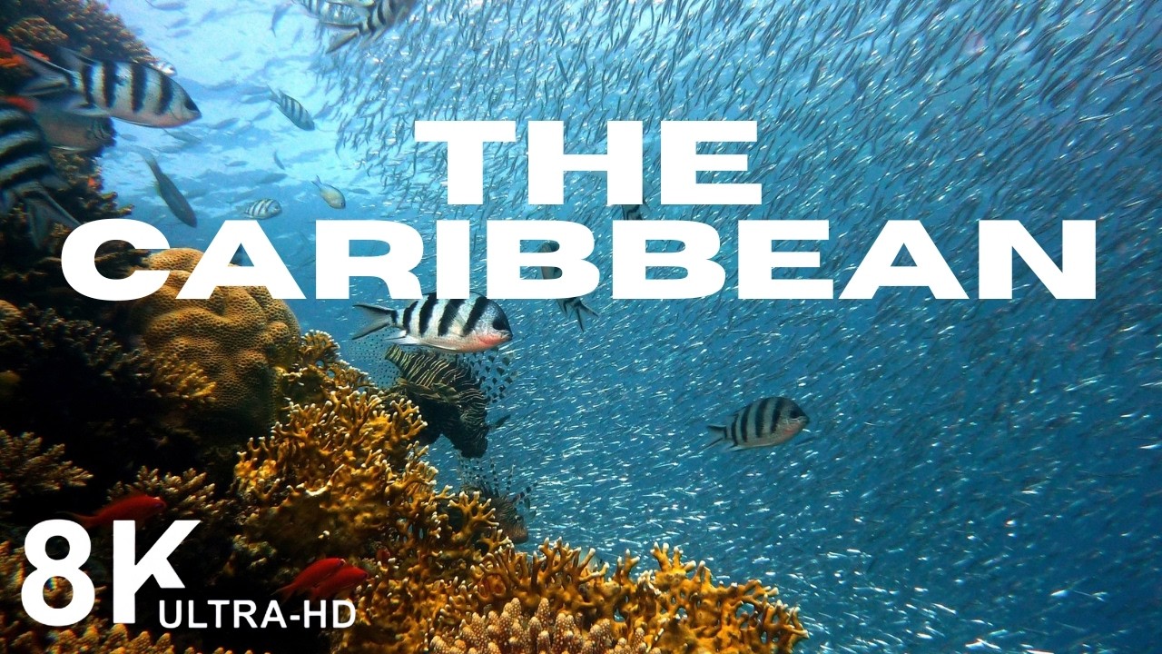 This is the secret life hidden in Caribbean waters