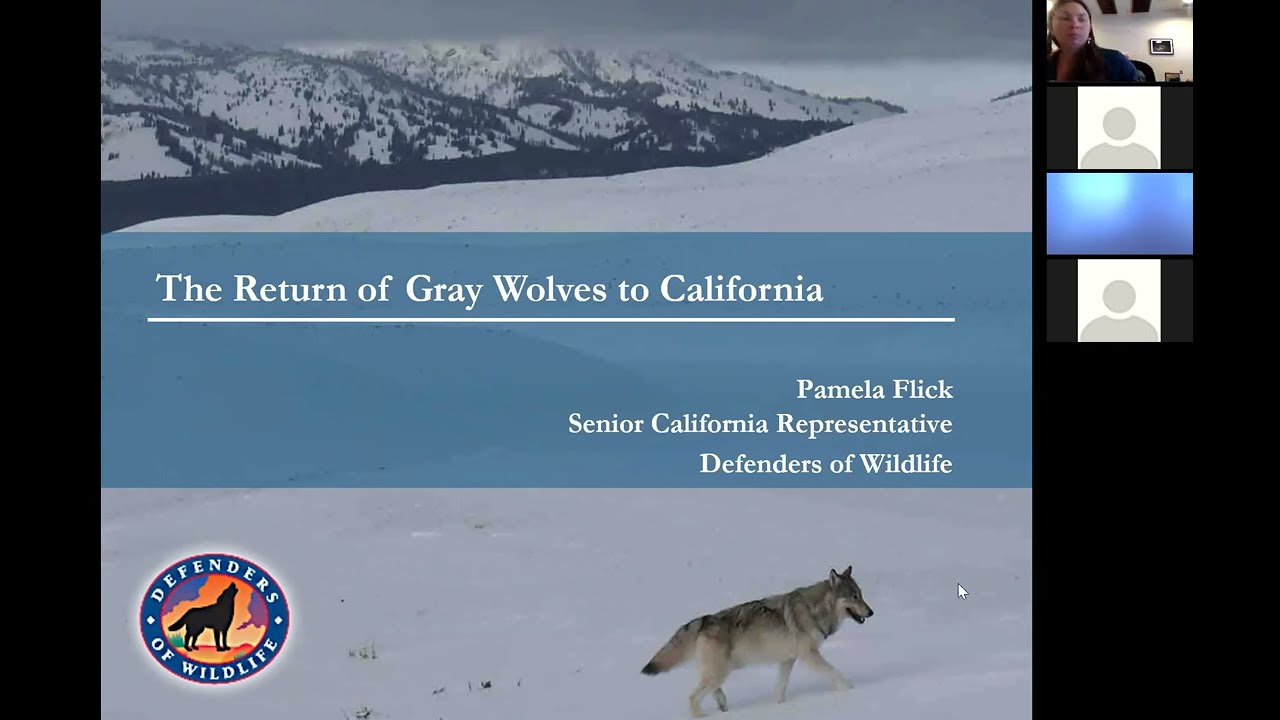 Wolves in California