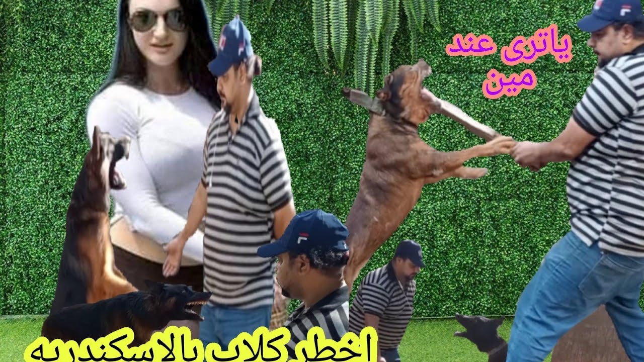 روحت اشوف اخطر واشرس اربع كلاب_ بالاسكندريه صعب التعامل معاهم_ اتصدمت اكبر صدمه لما