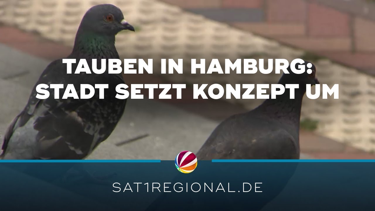 Taubenschläge: Stadt Hamburg setzt Konzept um