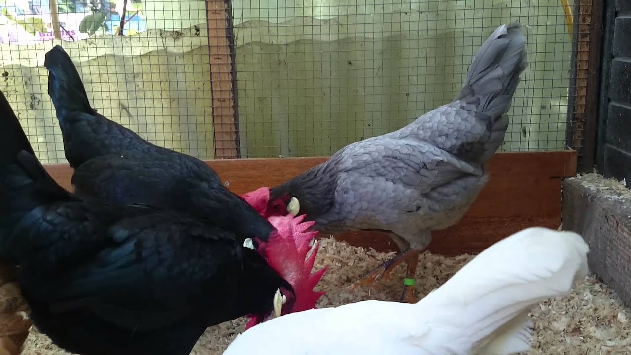 Leghorn bantams Aylesbury