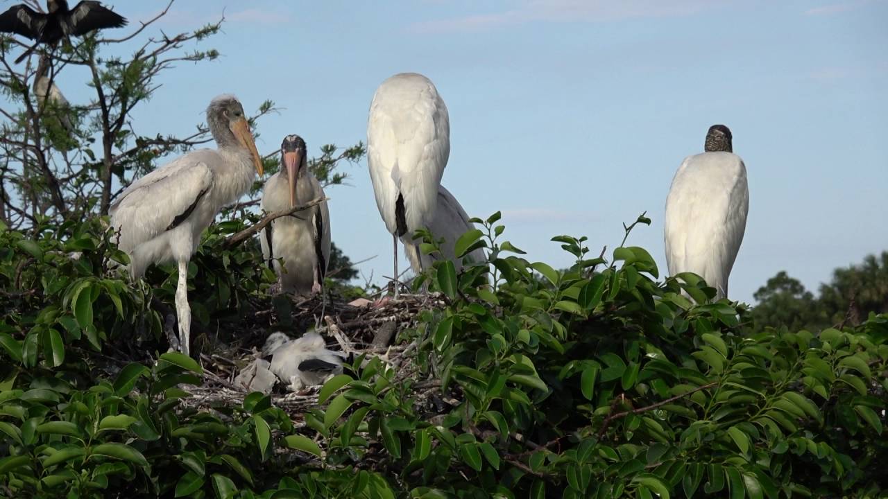 Larry Richardson- Wakodahatchee Wetlands