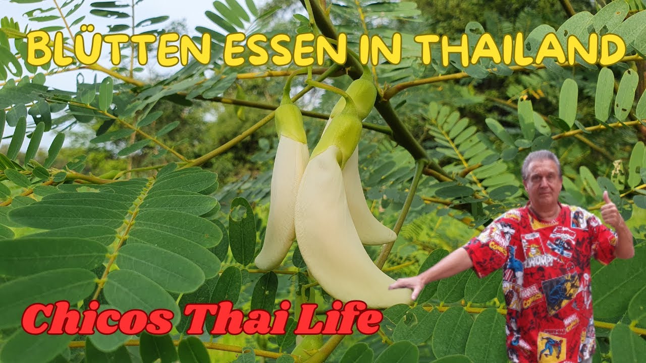 Bl&uuml;ten aus dem Garten essen, Chicos Thailife
