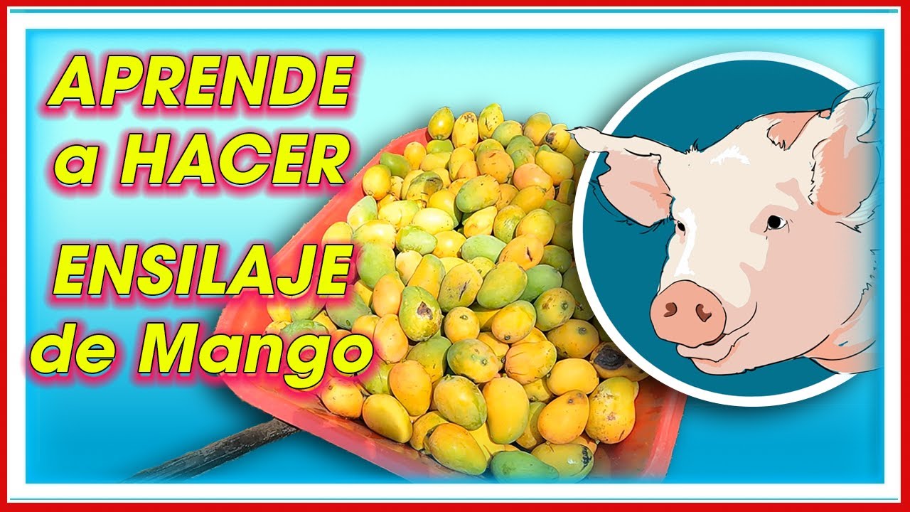 Como hacer ENSILAJE de MANGO para CERDOS ǀ Ing. Jannin Hernández Blandón MSc