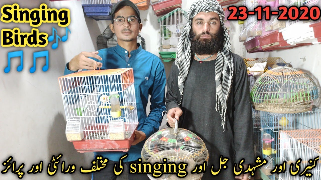 Visit Canary And All Singing Birds Shop in saddar birds Market  Karachi Latest update 24-11-2020