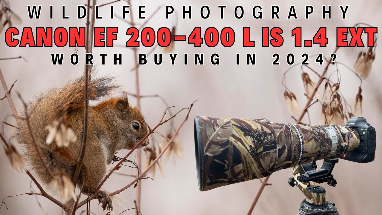 Wildlife Photography | Should you Buy Canon EF 200-400mm F4 L IS USM Ext 1.4x | In the Field Review