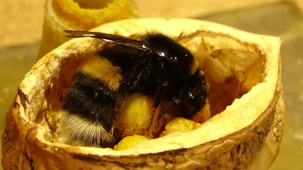 Bumblebee Nest (3D) - Part 4/12 (15 day of rearing. 2nd generation of eggs) | POLISH BUMBLEBEE