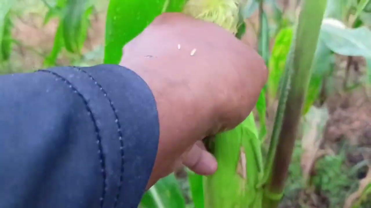 Harvest Muna Tayo ng sweet pearl mais na puti.