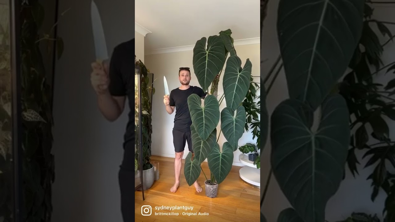Philodendron ‘glorious’ - check out my full chop & extend tutorial to learn more