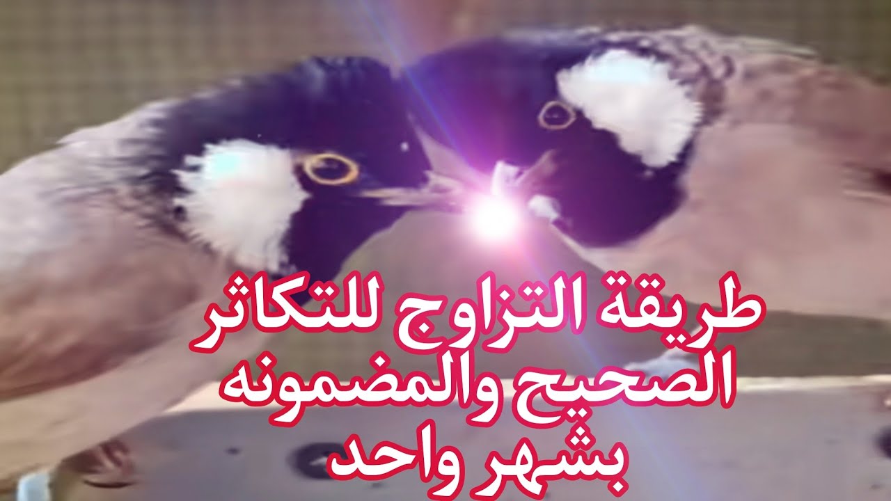 طريقة تزاوج البلابل و النثية العنيدة او الفحل