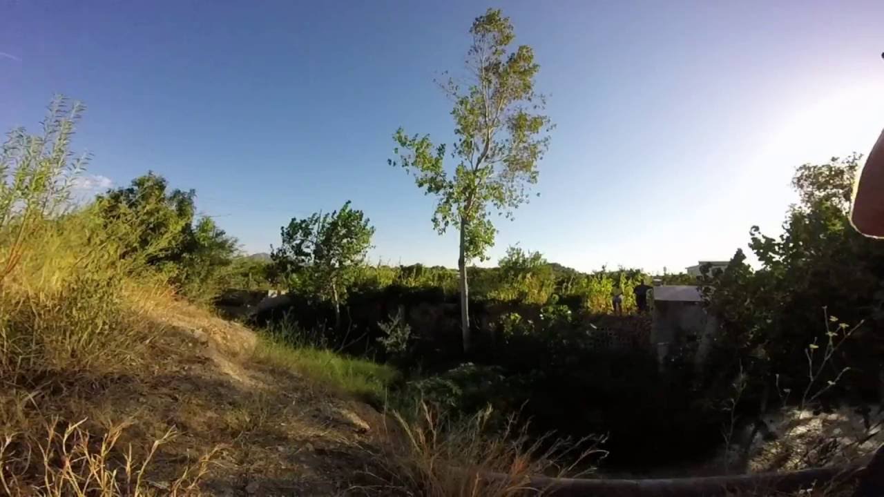 Arbret Sant Lluís 2015