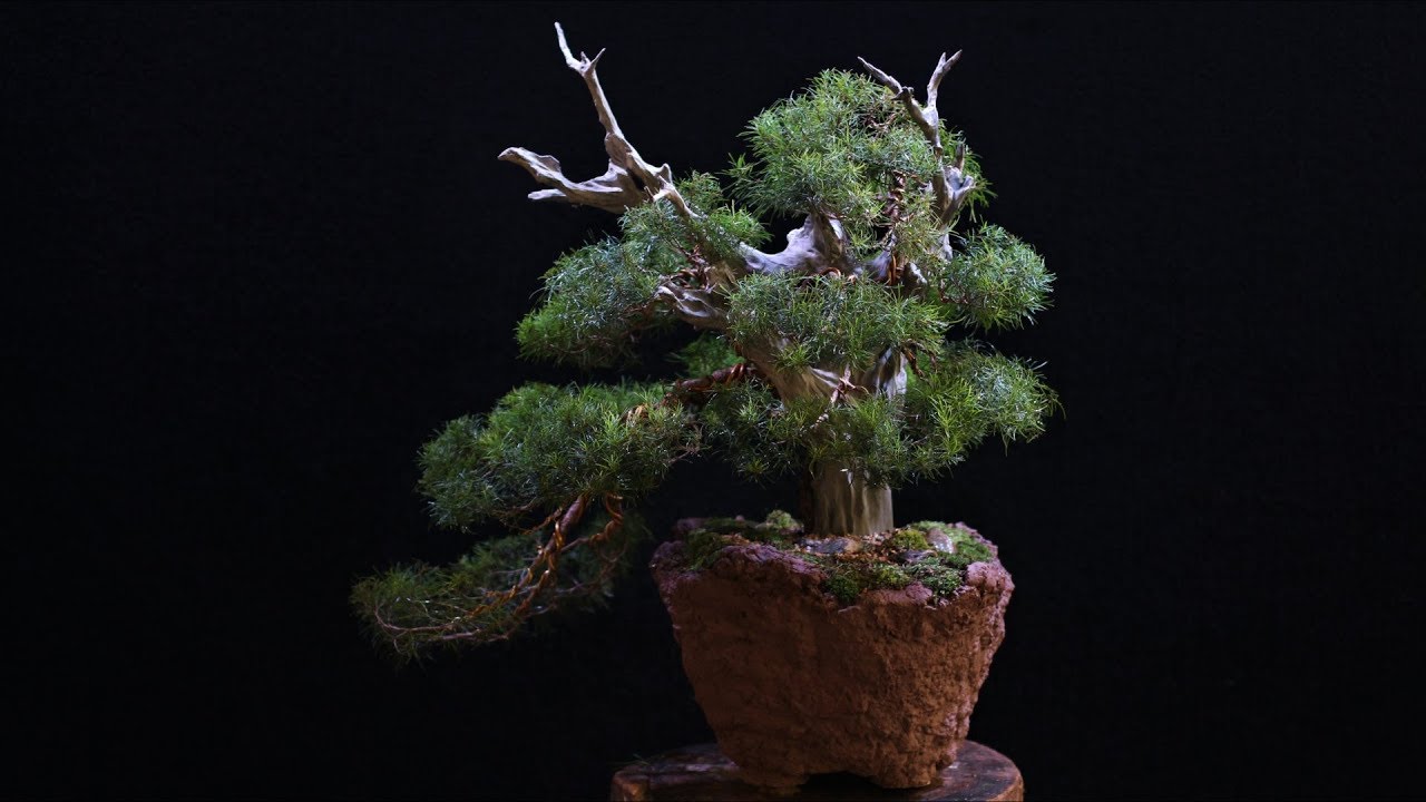 Christine - Han Kengai (Eugenia sprengelli) vídeo 4