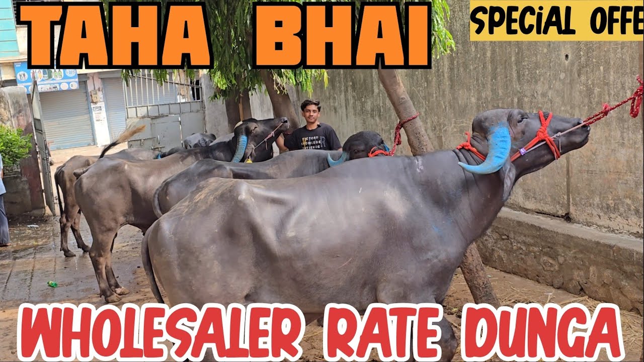 Abb Pada Bhi Wholesaler Rate Dunga Chanas Me Looto Aur Shouk Karo || Taha Bhai Bhiwandi Mumbai ||