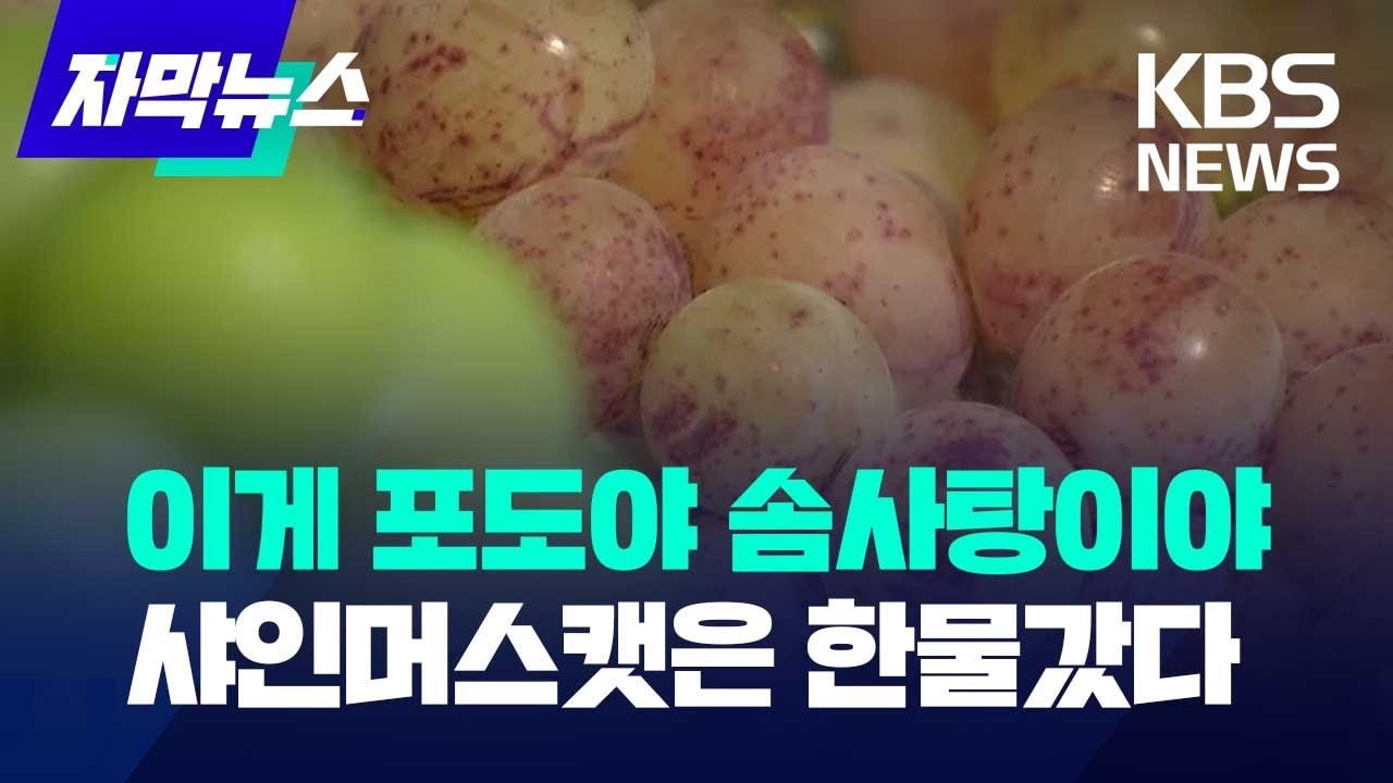 [자막뉴스] 이게 포도야 솜사탕이야 샤인머스캣은 한물갔다 / KBS 2023.09.23.
