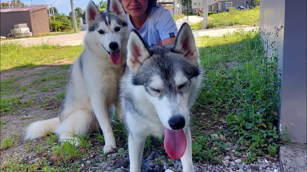 Another 3AM walk with huskies Selena, Miyah and Marco. #dailyroutine #husky  #dogsofyoutube #pets