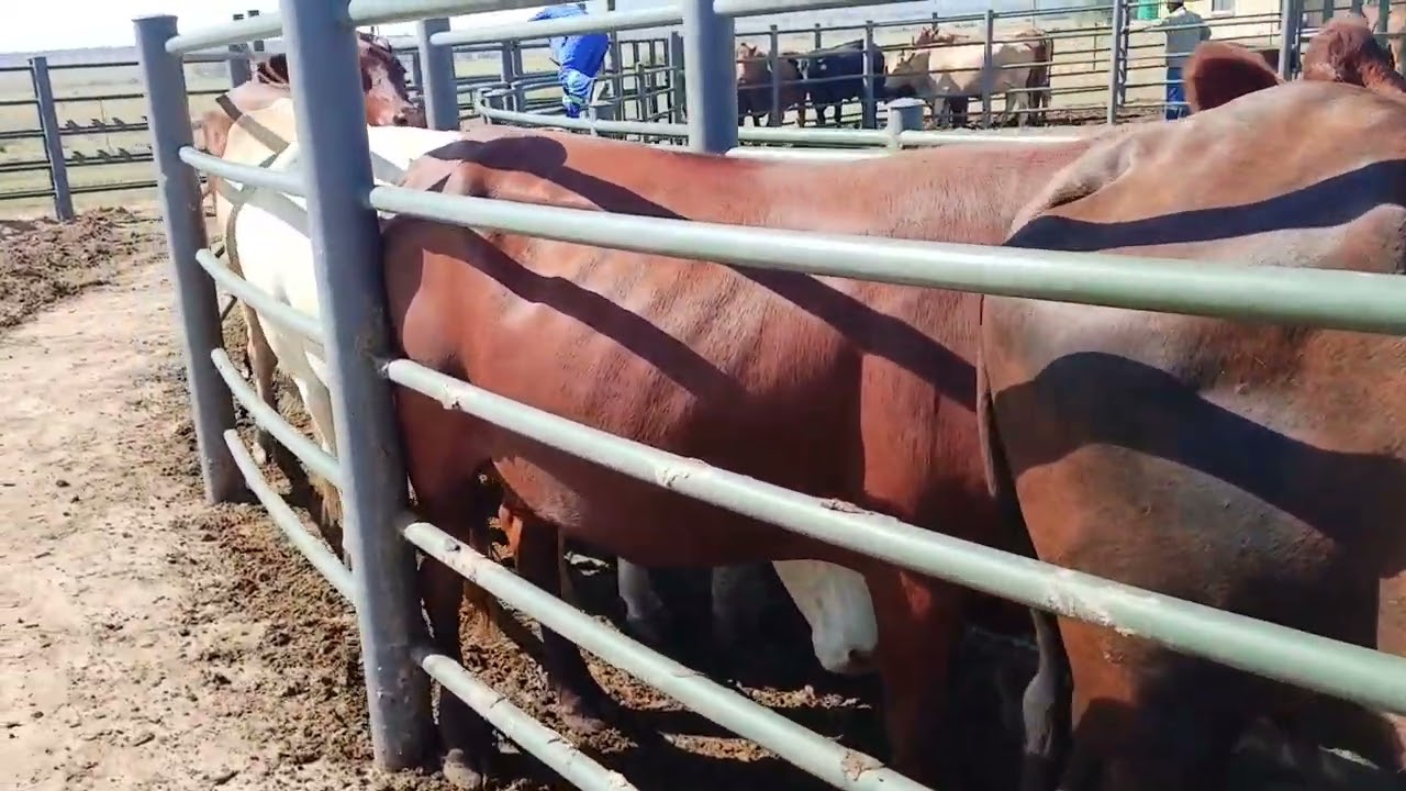 WEANING IS FUN- HEAR THE STORY BY FINET