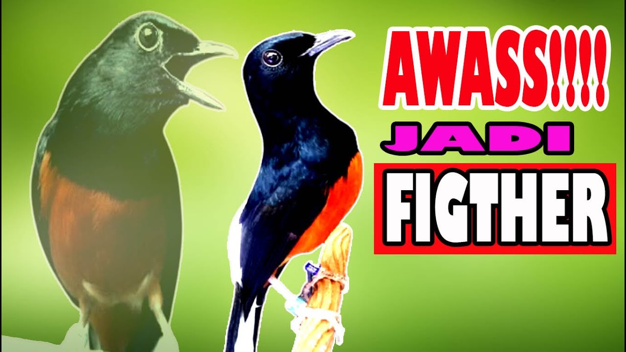 LATIH EMOSI MURAI BATU AGAR menjadi  FIGHTER ||MEMANCING EMOSI MURAI BATU AGAR FIGHTER