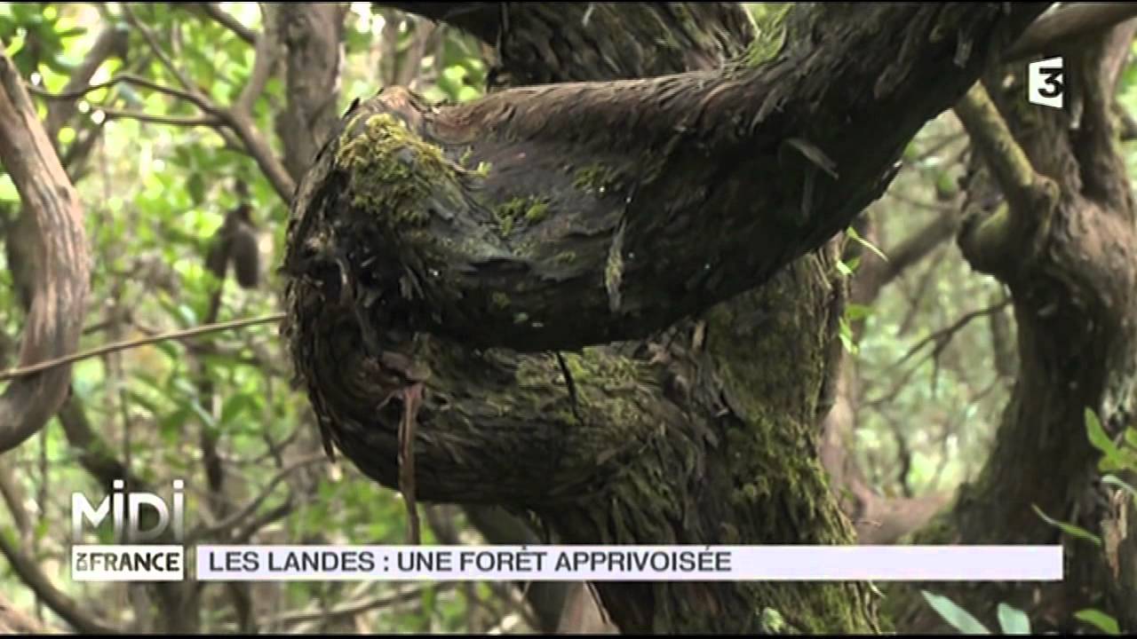 LE FEUILLETON : Les Landes, une for&ecirc;t apprivois&eacute;e