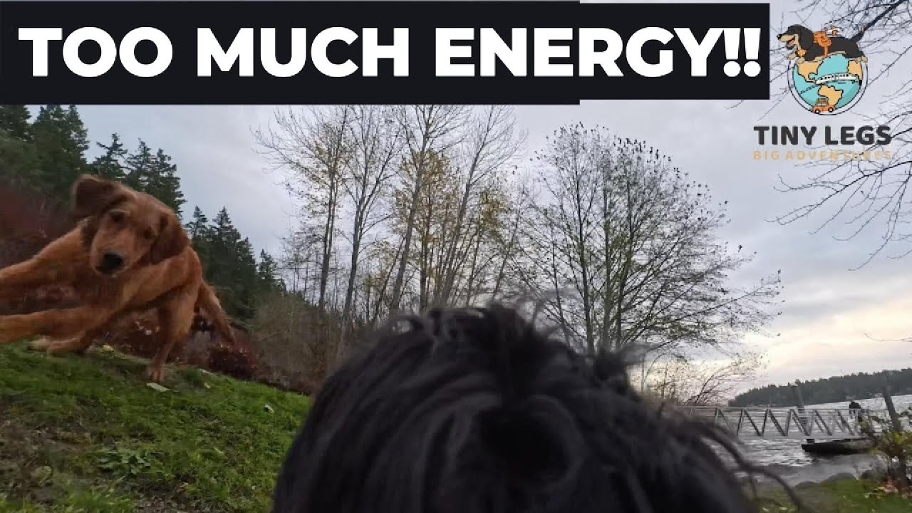 Mini Dachshund Was NOT expecting This 😂 #DieselTheMiniDachshund
