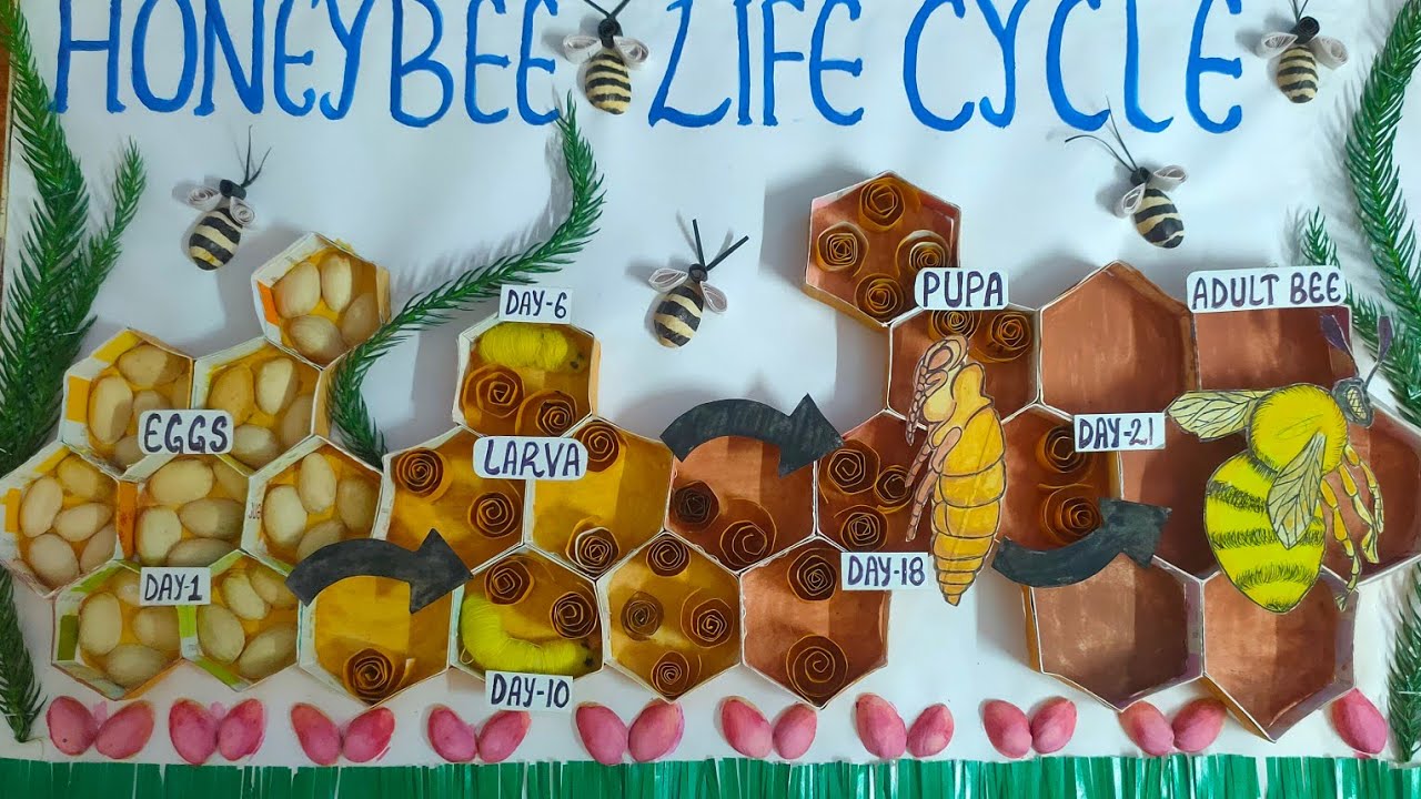 Honeybee🐝Project Model 3D|| MSc,Bsc, 12th 11th 10th class School project || Honeybee 🐝 life cycle ||