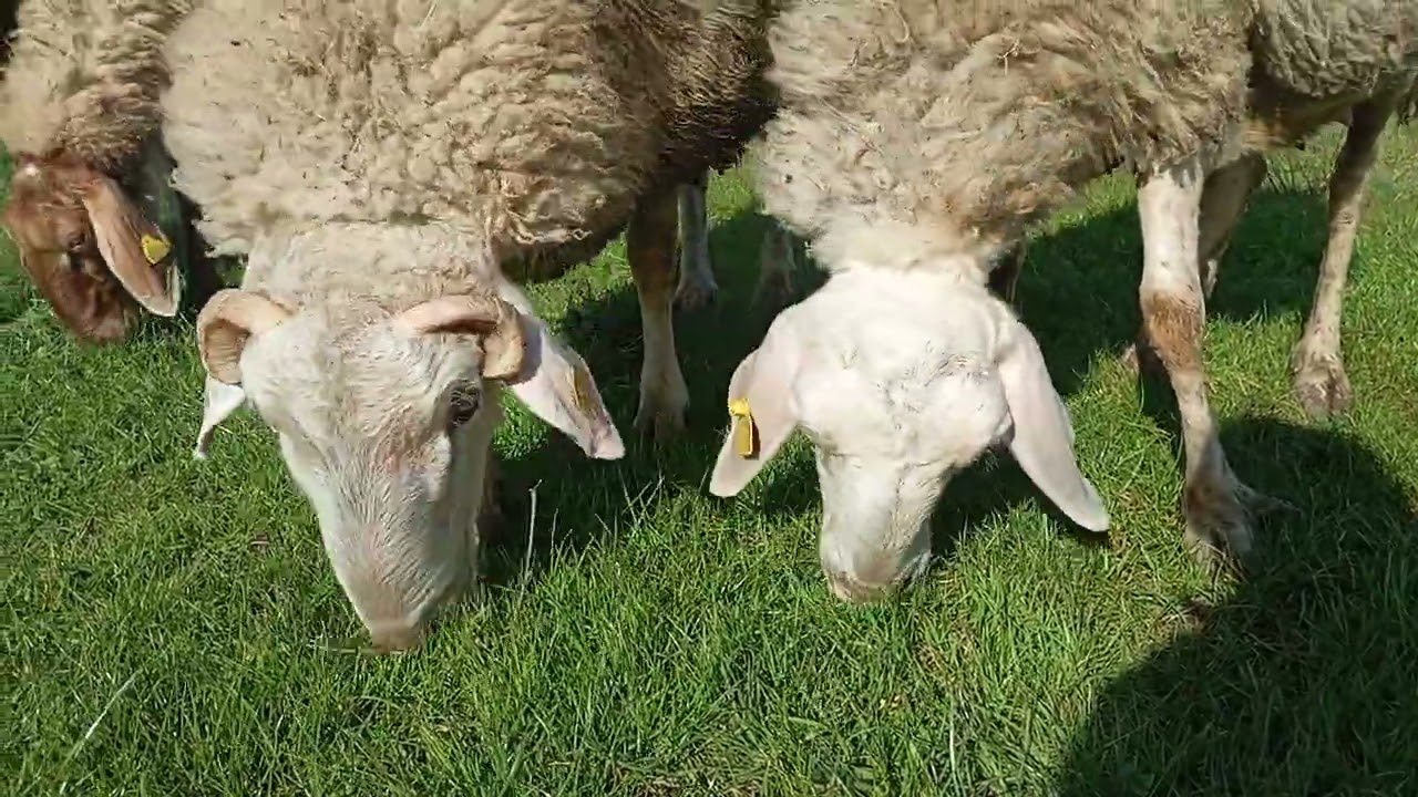 Mutlu Hayvanlar:20 Şubat 2026