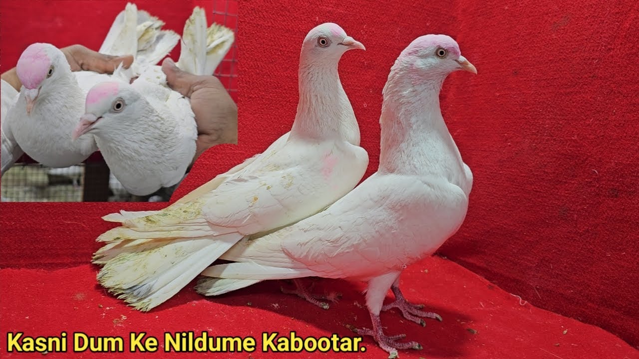 Kasni Nildume, Kaldume Nildume Allahabadi Kabootar. PK Pigeon Loft. Govandi. Mumbai.