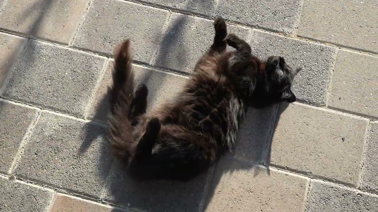 2026-03-07 Cat Rolling Over