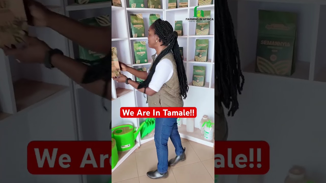 Do You Know Farming In Africa Is Now In Tamale? #semanhyiafarms #farminginafrica #farming