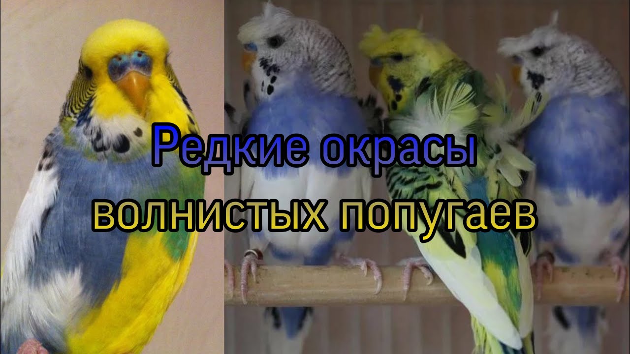 Окрасы волнистых попугаев, ЧАСТЬ 2