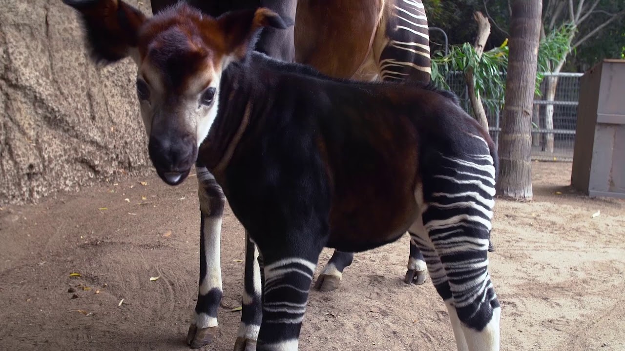 Mosi, the Floppy-eared Okapi Calf