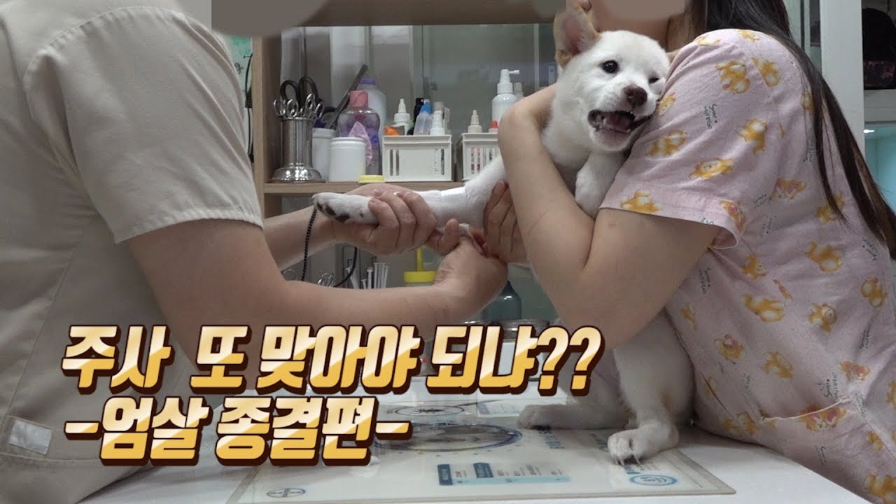 ENGSUB)최강엄살 시바견 시루의 주사맞기 (얼마나 의젓해졌나 보자!!)/시바견/shibainu/柴犬/しばいぬ