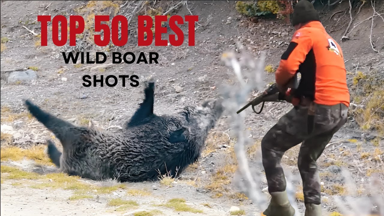 TOP 100 Best Wild Boar Hunting Kill Shots 2025 - Season 1  