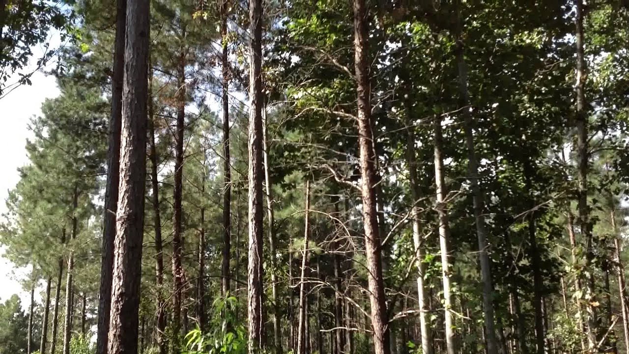Hand Thinning Pines, Before and After