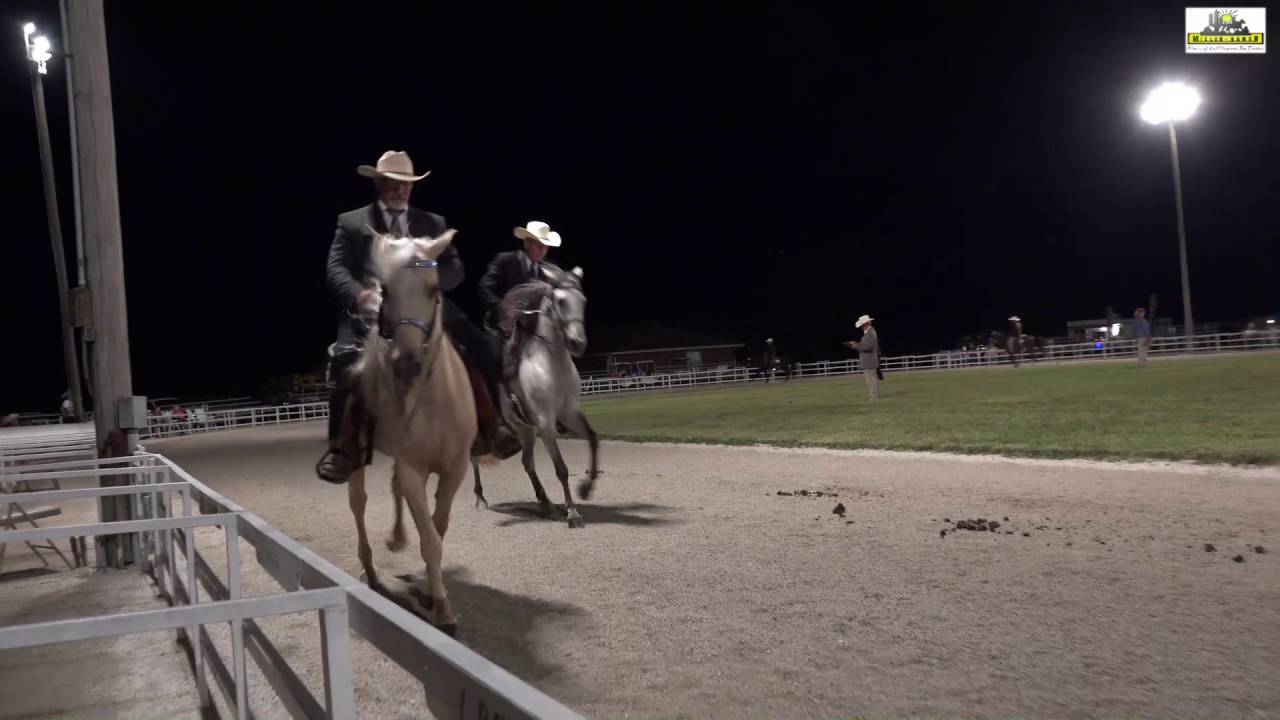 2016 Missouri Fox Trotter Spring Show, Ava, Mo. , 4Years + Open