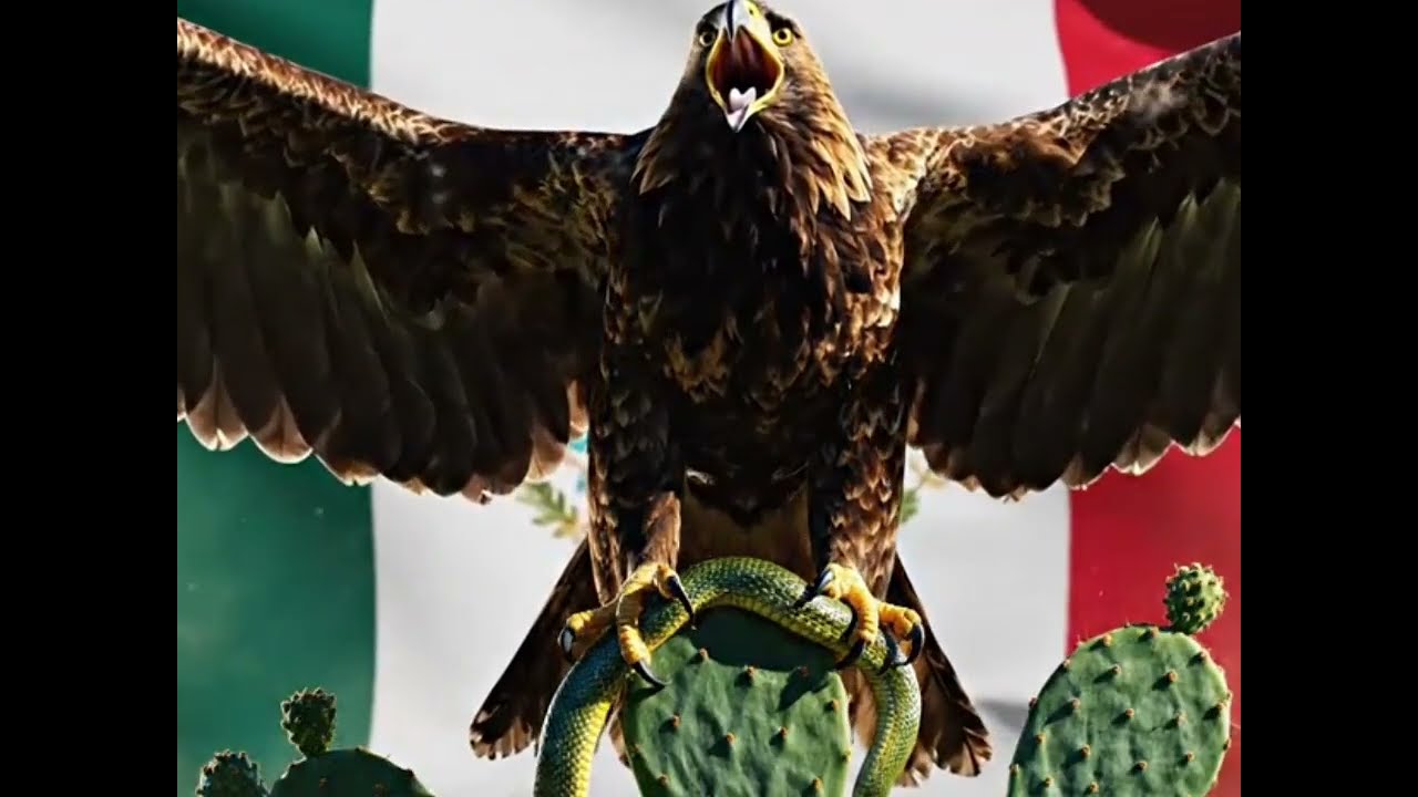 Cumbia Águila Real 🇲🇽💥CUMBY-IA Vuela Conmigo #dj #cumbias_limpias_sonideras #cumbia #musica #newsong