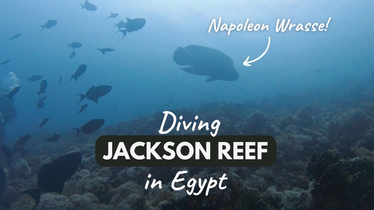 Napoleon Wrasse while diving Jackson Reef