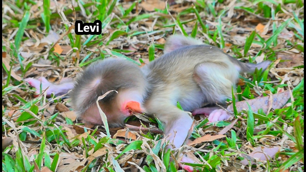 Adorable little Levi is always silent like this when his mother Libby leave him alone