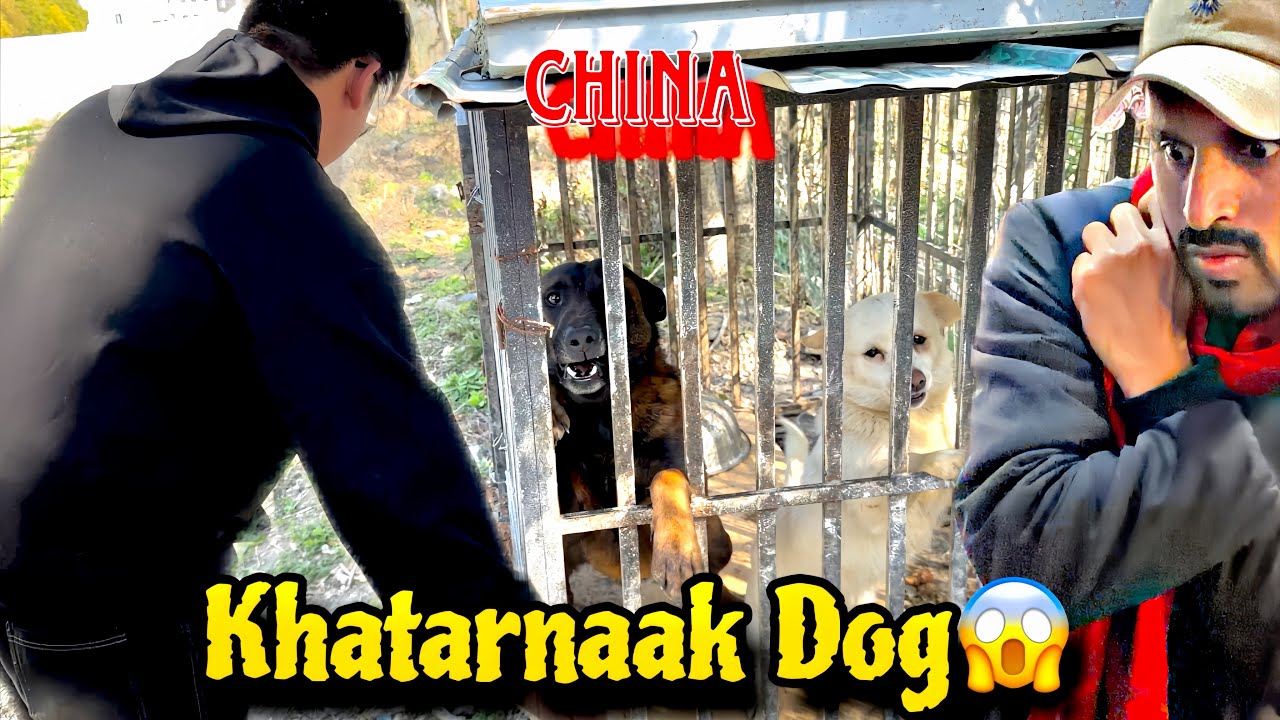 Dangerous Dog in China😱 || چائنا میں خطرناک کتا